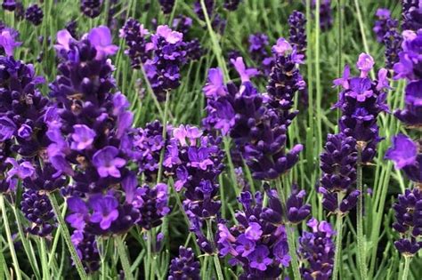 Hidcote Blue English Lavender Plants For Sale Ashridge Trees