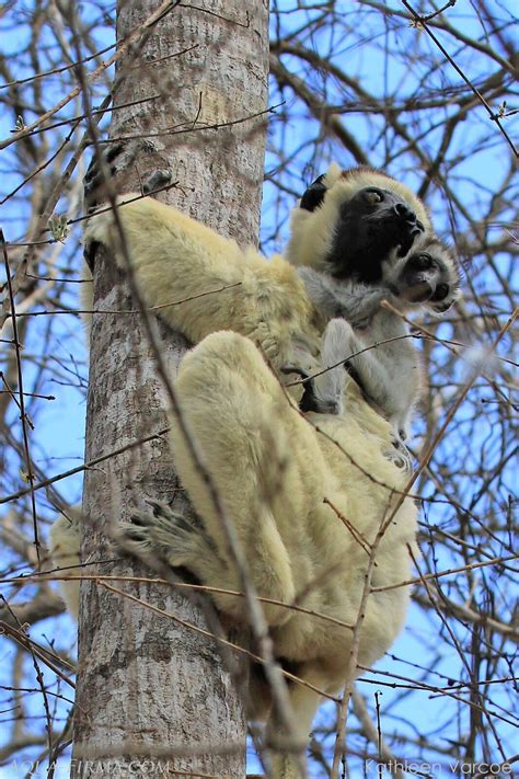 Lemurs Of Madagascar Sifakas Aqua Firma Wildlife And Travel