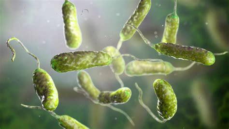 Vibrio Stock Photos Pictures And Royalty Free Images Istock