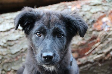 77 Border Collie Brown Black And White Puppy L2sanpiero