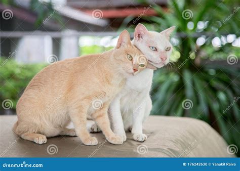 Love Moment Of Kitty Cat Stock Photo Image Of Domestic 176242630