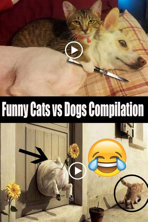 Funny Cats Vs Dogs Compilation With Images Cat Vs Dog Cute Dogs