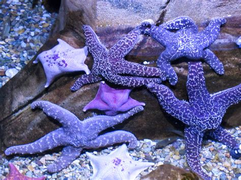 By Alyse And Remi Purple Starfish Purple Sea Star