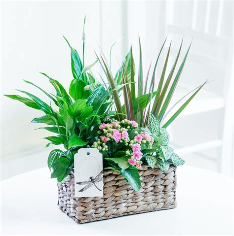 Order gifts for birthday, wedding, anniversary, etc. Mixed Plant Gift Basket | FlyingFlowers.co.uk