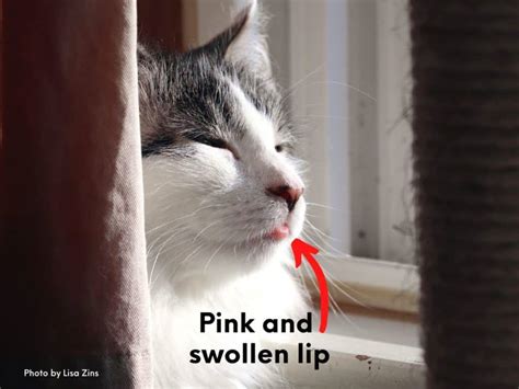 Cat Has Sore On Bottom Lip