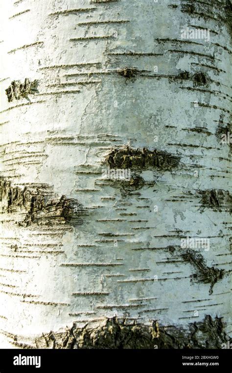 Silver Birch Tree Bark