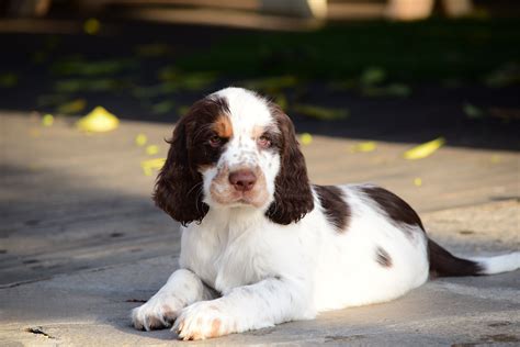 About Springers | california-spaniels