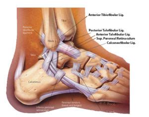 Ligaments and tendons are part of the musculoskeletal system, with ligaments attaching bones to bones and tendons muscles to bones.they each serve very important functions to the joints and bones. Ankle Sprains - ModPod Sports Physiotherapy
