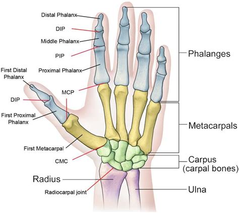 The Bone Structure Of The Human Hand Including The Forearm And Wrist 1