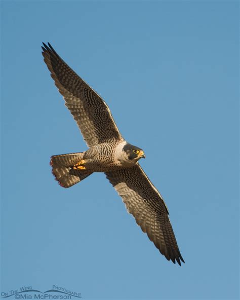 Peregrine Falcon In Flight Mia Mcphersons On The Wing Photography