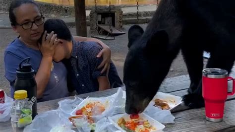 Urso Negro Se Convida Para Um Piquenique E Come Com A Fam Lia Atordoada