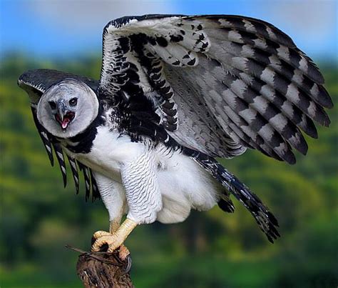 Harpy Eagle One Of The Largest Birds Of Prey