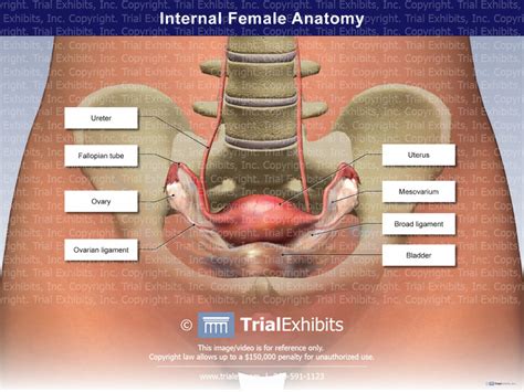 Zygote body is a free online 3d anatomy atlas. Internal Female Anatomy Superior View - TrialExhibits Inc.