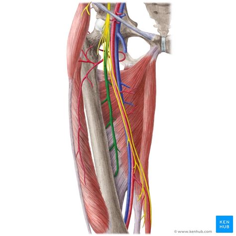 Arteria Femoralis Anatomie Verlauf Topographie Ste