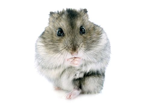 Useful Tips On How To Care For Your Pet Djungarian Hamster