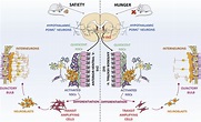 Hypothalamic Neurons Take Center Stage in the Neural Stem Cell Niche ...