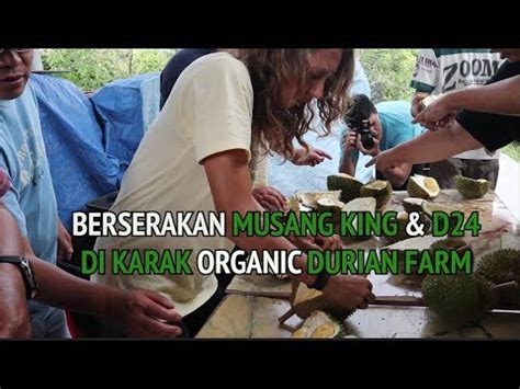 Join mr ng for some fresh organic fruit picking, especially the super delicious d24! BERSERAKAN MUSANG KING & D24 DI KARAK ORGANIC DURIAN FARM ...