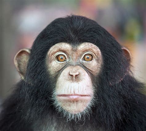 Us Pardons Chimpanzees From Cruel Lab Experiments