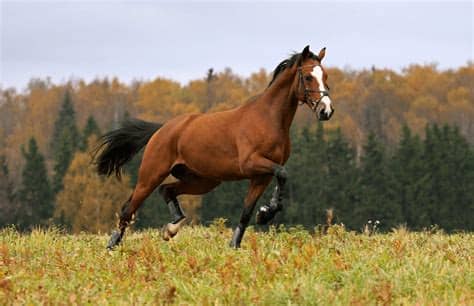 An accomplished equestrian himself, he has the inside track on what equestrians look for in a horse the location of the horse barn on your property can influence the water runoff, the airflow surrounding the barn, and how snow might build up during. How Much Does a Horse Cost? Average Cost of Owning One ...