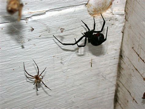 National Geographics Widow Spider Black Widow Spider Brown Widow Spider