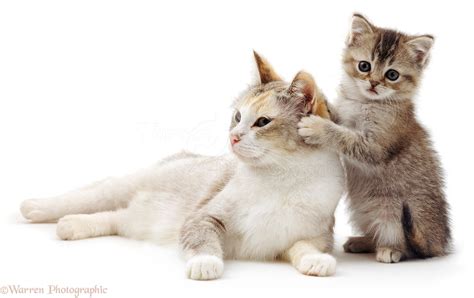 Cat Care Corner A Kitten Meets A 1 Year Old Cat