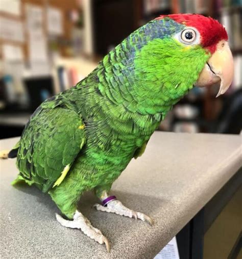 Red Crowned Amazon Parrot For Sale Pet Bird Breeders