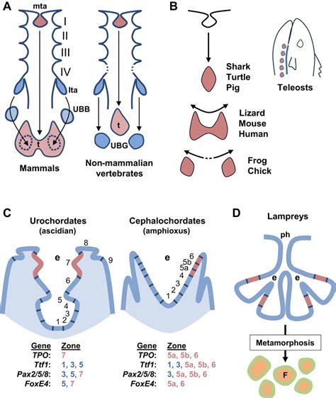 Development Of The Thyroid Gland Development