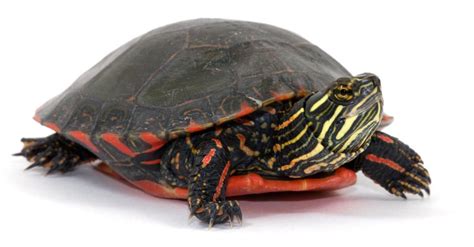 Painted Turtle Animal Facts Az Animals