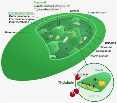 Chloroplast Fact Sheet Definition Structure Genome And Function