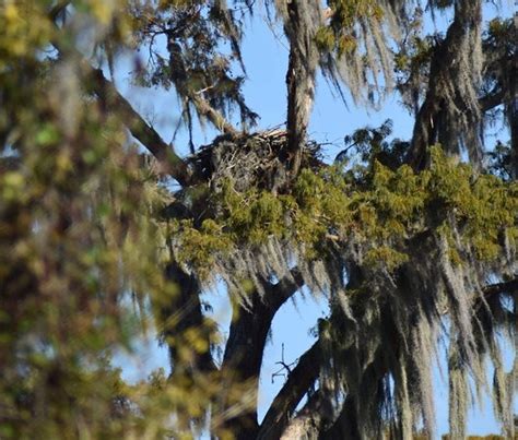 Annie Millers Sons Swamp And Marsh Tours Houma La Top Tips Before