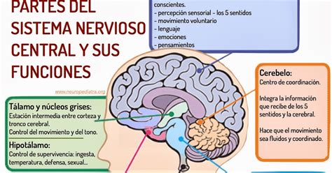 Psicobiología Y Sus Temas De Interés El Sistema Nervioso