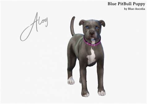 Bonus Meet Aloy An Adorable Pitbull Puppy Take Good Care Of Her