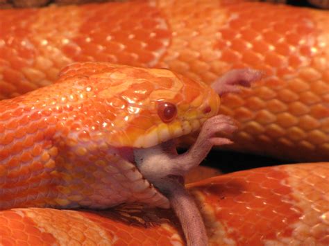Snake Eating A Mouse Free Stock Photo Public Domain Pictures