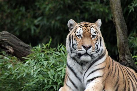 Indonesian Man Survives Sumatran Tiger Attack By Playing Dead