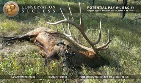 Potential New Archery Worlds Record Typical American Elk Outdoors