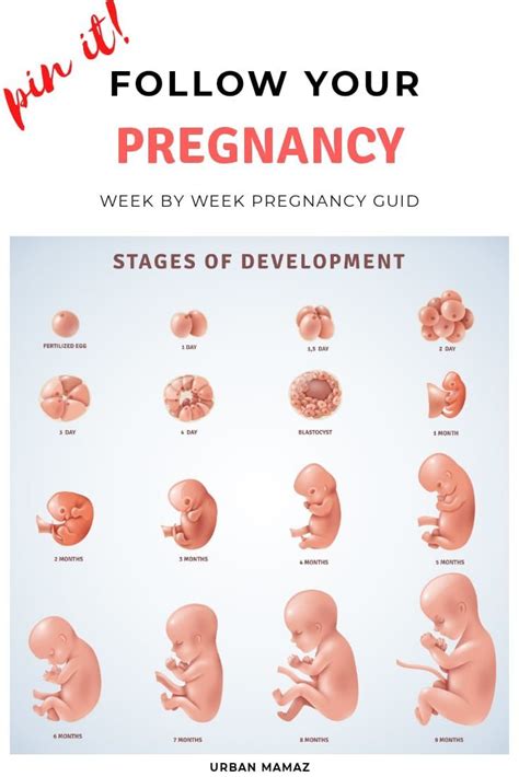 Very Helpful Diagram Of Prenatal Human Development As You Can See In
