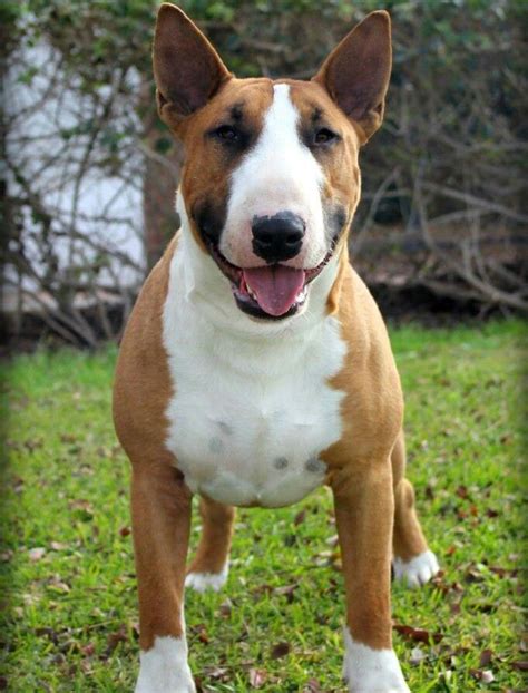 English Bullie Awesome English Bull Terriers Bull Terrier Pets