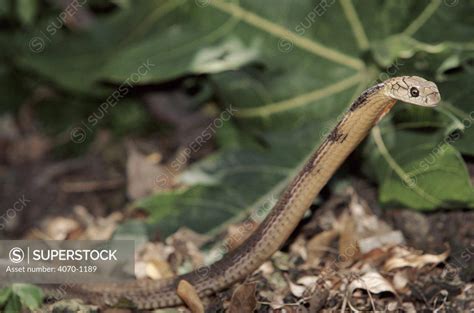 Juvenile King Cobra India Superstock