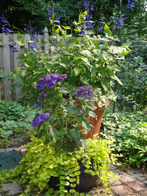 More Beautiful Colorful Container Garden Ideas Tended