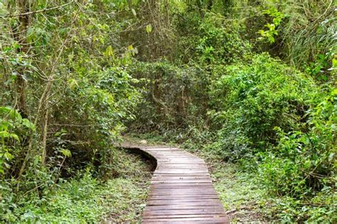 Path Lush Temperate Rainforest Tsitsikamma Section Garden Route