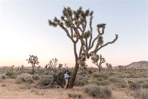 A Guide To Summer Camping In Joshua Tree National Park