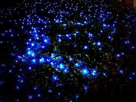 Go See The Blue Fireflies In Dupont State Forest Nc To Do Bucket