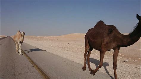Camel In Saudi Arabia Part 1 Youtube