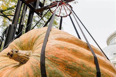 The Worlds Largest Pumpkins Are Making Their Way To Nybg