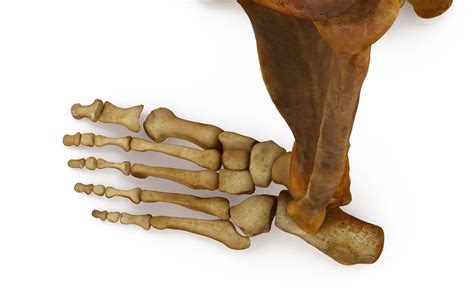 Human Leg Bones 3d Model By Renderbot Llc