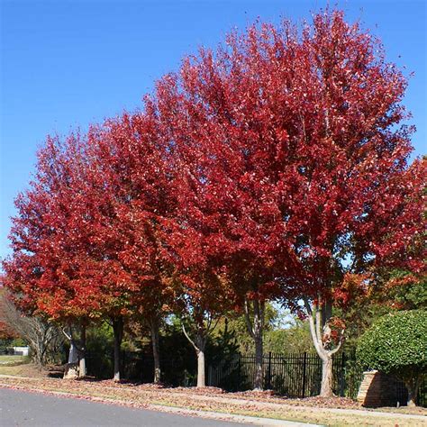Celebration Maple Trees for Sale - FastGrowingTrees.com