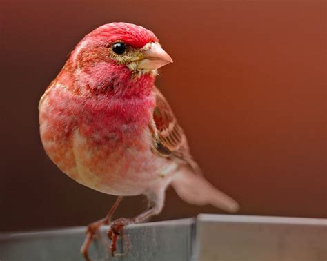Spring Field Ornithology—northeast Bird Academy • The Cornell Lab