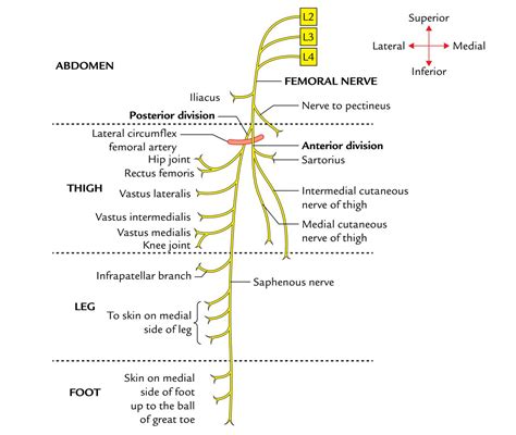 Femoral Nerve Branches Femoral Nerve Nerve Anatomy Nerve
