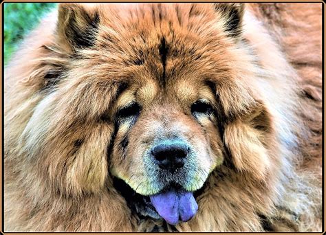 Chow Chow The Dog With Blue Tongue Many Thanks To The 8 Flickr
