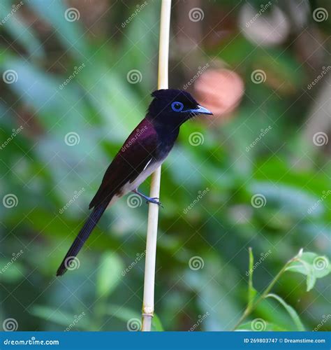 Japanese Paradise Flycatcher Bird Stock Image Image Of Song Bird